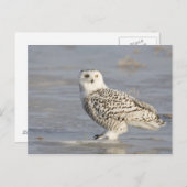 Snowy owl op ijs, een muisstaart briefkaart (Voorkant / Achterkant)
