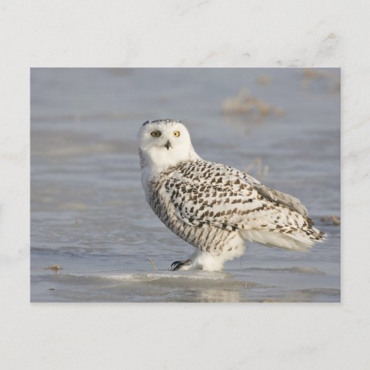 Snowy owl op ijs, een muisstaart briefkaart (Voorkant)