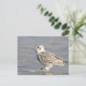 Snowy owl op ijs, een muisstaart briefkaart (Staand voorkant)