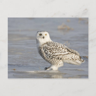 Snowy owl op ijs, een muisstaart briefkaart