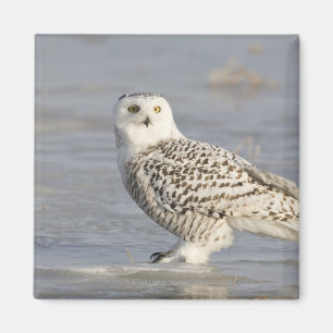 Snowy owl op ijs, een muisstaart magneet