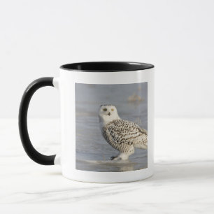 Snowy owl op ijs, een muisstaart mok