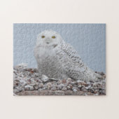 Snowy Owl op schelpen Legpuzzel (Horizontaal)