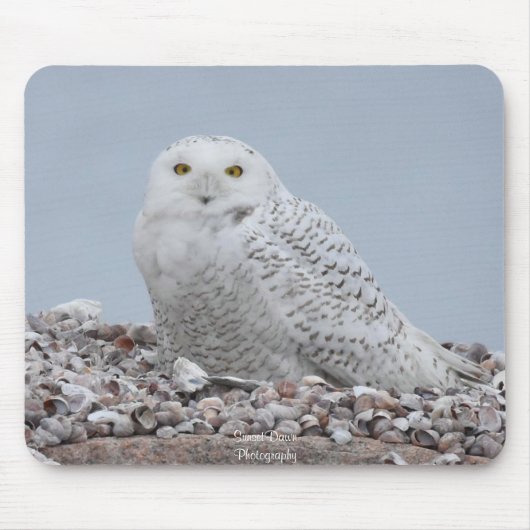 Snowy Owl op schelpen Muismat (Voorkant)