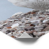 Snowy Owl op schelpen Poster (Hoek)