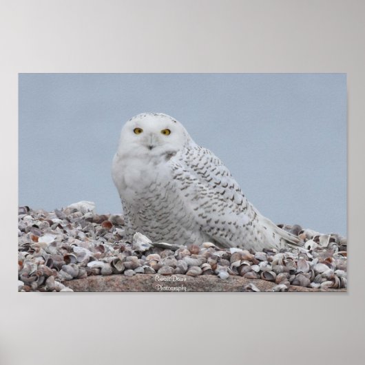 Snowy Owl op schelpen Poster (Voorkant)