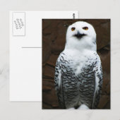 Snowy Owl pca Briefkaart (Voorkant / Achterkant)