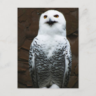 Snowy Owl pca Briefkaart