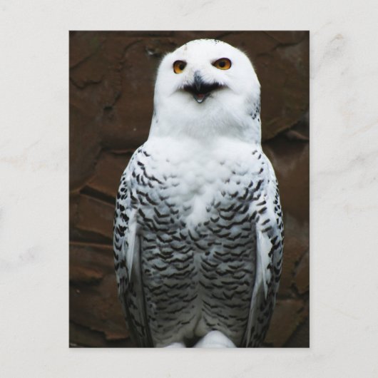 Snowy Owl pca Briefkaart (Voorkant)