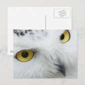 Snowy Owl Photo Briefkaart (Voorkant / Achterkant)