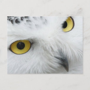 Snowy Owl Photo Briefkaart