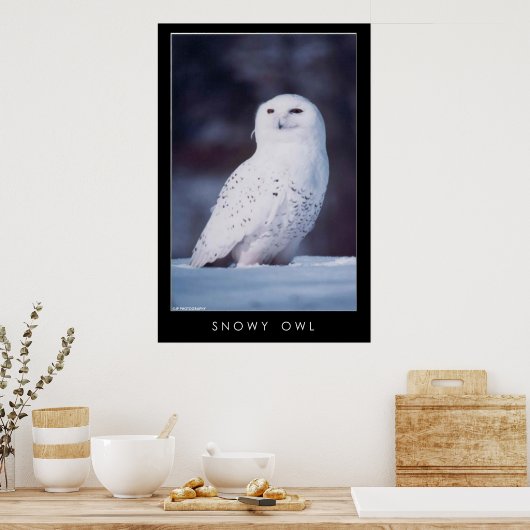 Snowy Owl Poster (Keuken)