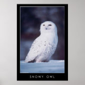 Snowy Owl Poster (Voorkant)