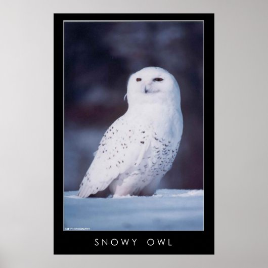 Snowy Owl Poster (Voorkant)