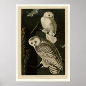 Snowy Owl Poster (Voorkant)