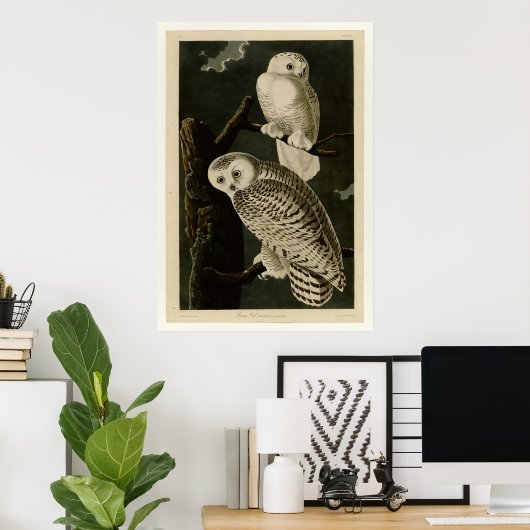 Snowy Owl Poster (Thuiskantoor)