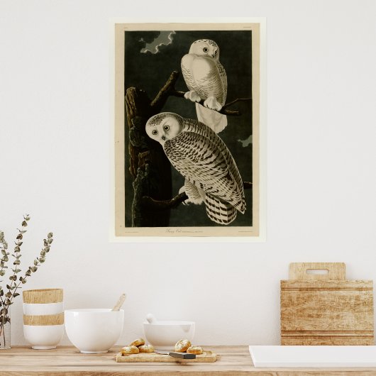 Snowy Owl Poster (Keuken)