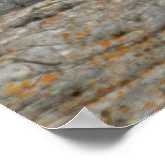 Snowy Owl Poster (Hoek)