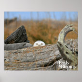 Snowy Owl Poster (Voorkant)