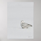 Snowy Owl Poster (Voorkant)