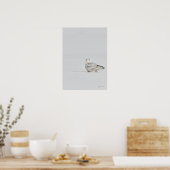 Snowy Owl Poster (Keuken)