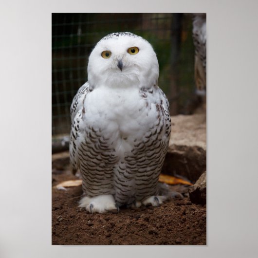 Snowy Owl Poster (Voorkant)