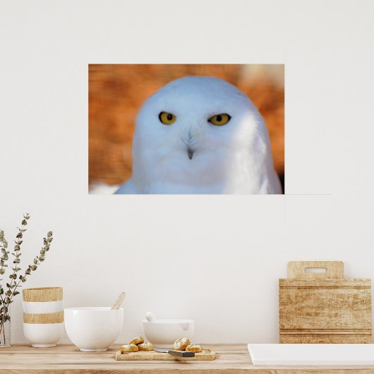 Snowy Owl Poster (Keuken)