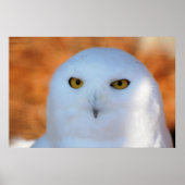 Snowy Owl Poster (Voorkant)
