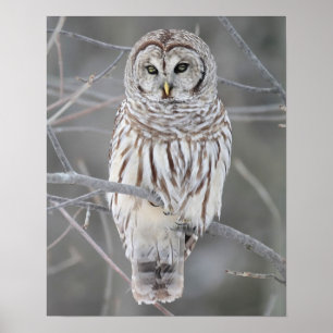 Snowy Owl Poster