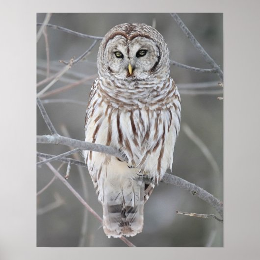 Snowy Owl Poster (Voorkant)