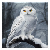 Snowy Owl Poster (Voorkant)