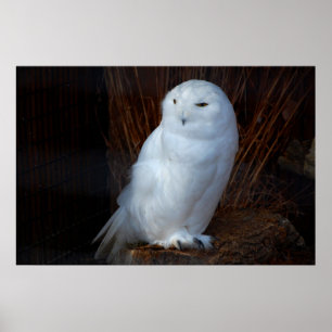 Snowy Owl Poster