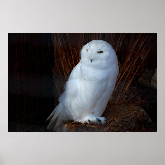 Snowy Owl Poster (Voorkant)