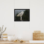 Snowy Owl Poster (Keuken)