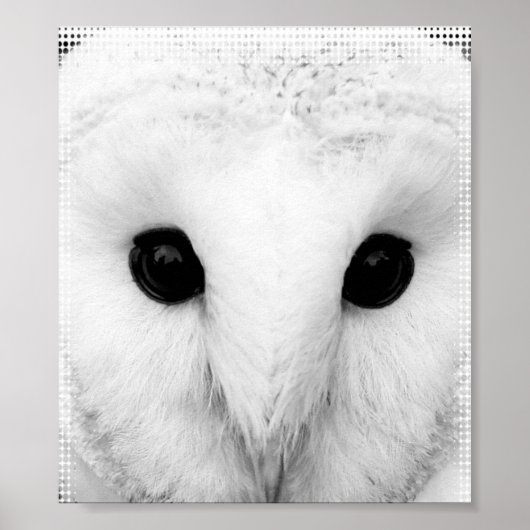 Snowy Owl Poster (Voorkant)