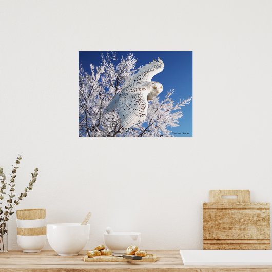 "Snowy Owl" Poster (Keuken)