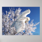 "Snowy Owl" Poster (Voorkant)