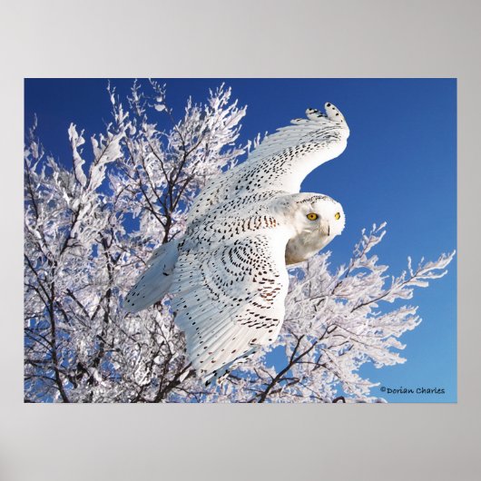 "Snowy Owl" Poster (Voorkant)