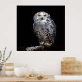 Snowy owl poster (Keuken)