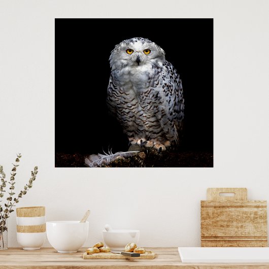 Snowy owl poster (Keuken)