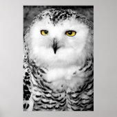 Snowy Owl Poster Print (Voorkant)