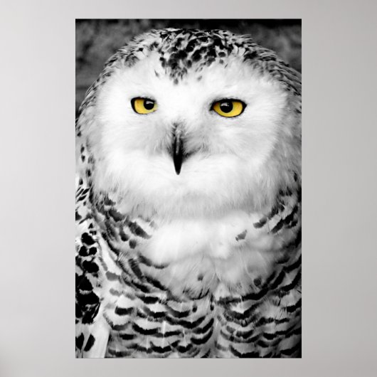 Snowy Owl Poster Print (Voorkant)