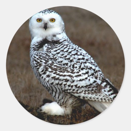 Snowy Owl Ronde Sticker (Voorkant)