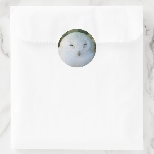 Snowy Owl Ronde Sticker (Tas)
