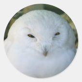 Snowy Owl Ronde Sticker (Voorkant)
