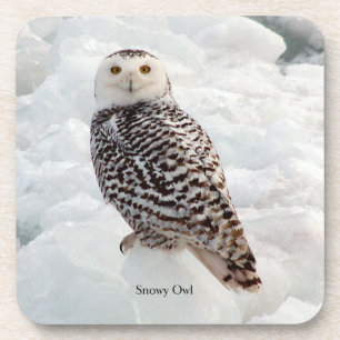 Snowy Owl set van 6 harde kunststof onderzetters
