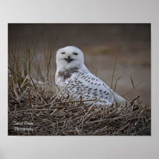 Snowy Owl Smiling Poster (Voorkant)