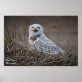 Snowy Owl Smiling Poster (Voorkant)