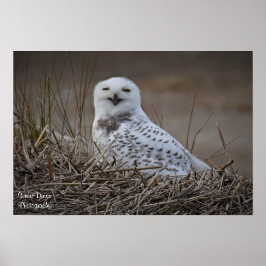 Snowy Owl Smiling Poster (Voorkant)