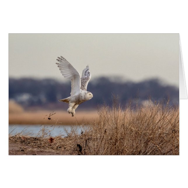 Snowy owl start op (Voorkant Horizontaal)